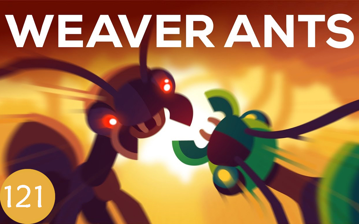 the warrior kingdoms of the weaver ant!