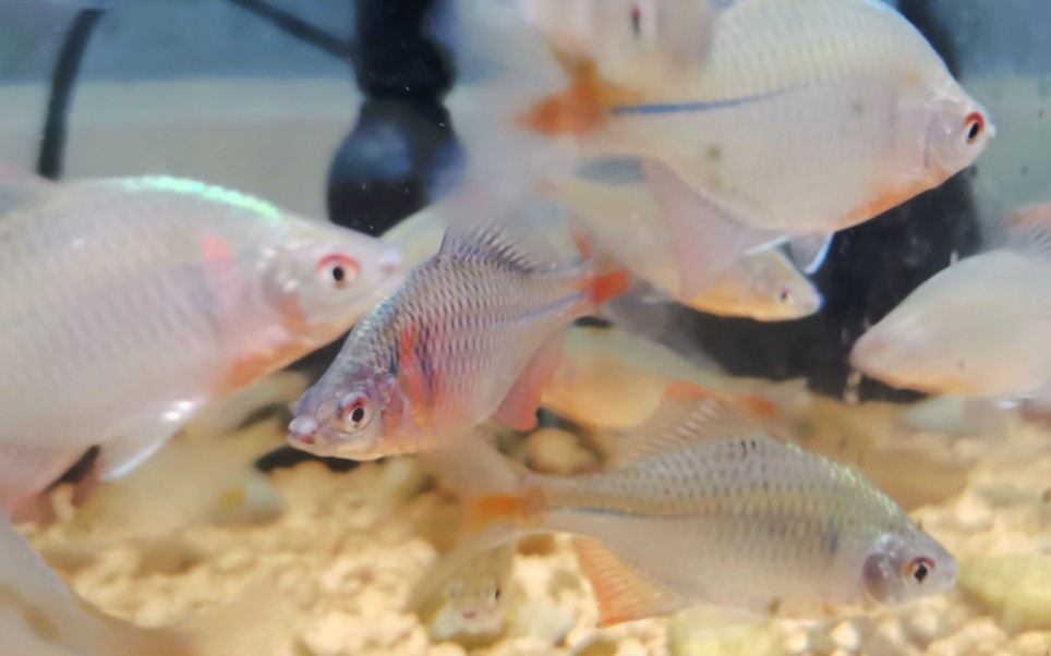 五一上海原生鱼野采 收货还可以