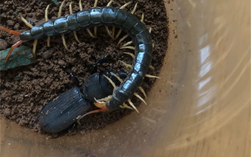 巨蝼步甲吃烧鸡味辣条_哔哩哔哩_bilibili