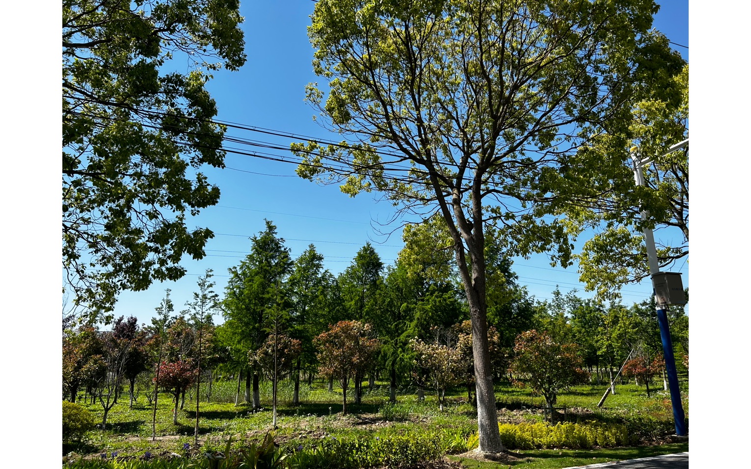 横沙岛湿地公园图片