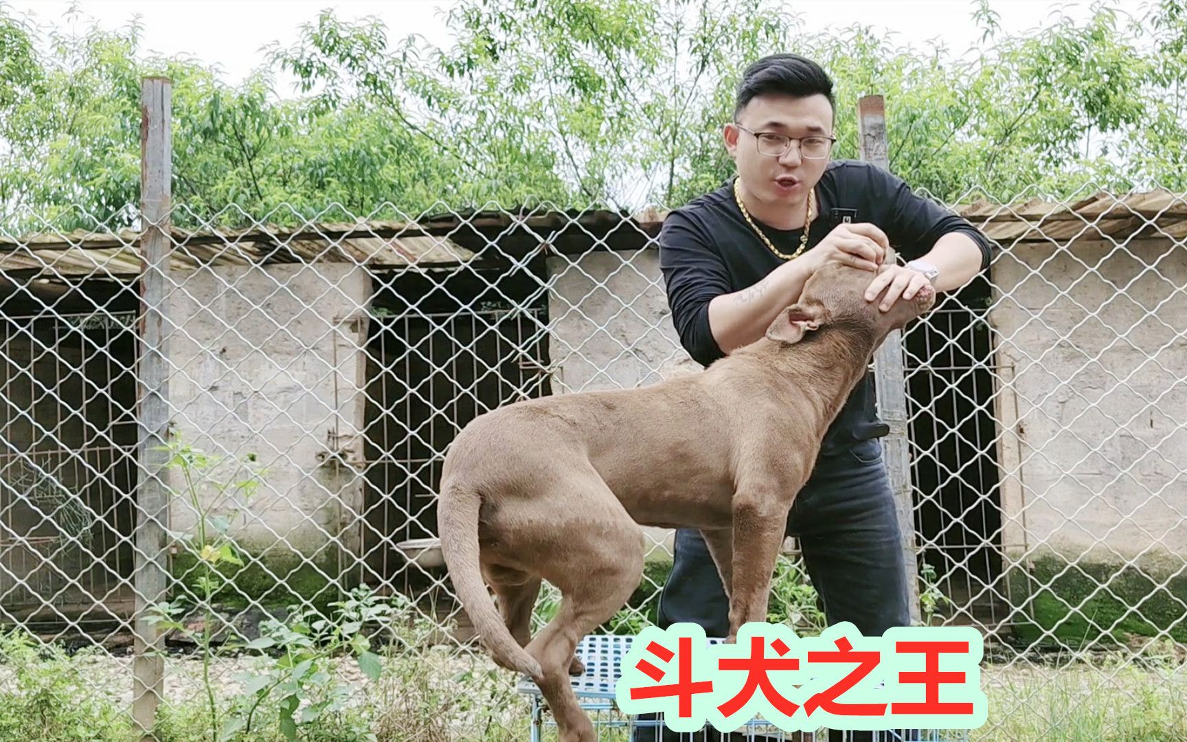 斗犬之王比特爱咬人吗?比特犬是禁养犬种吗?哔哩哔哩bilibili