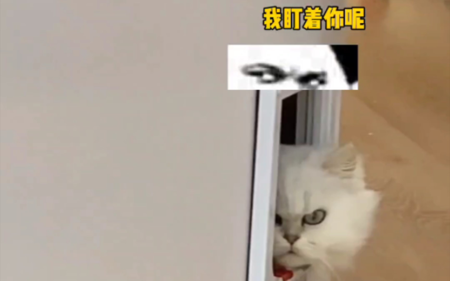 《碟中谍8抢先猫版》哔哩哔哩bilibili