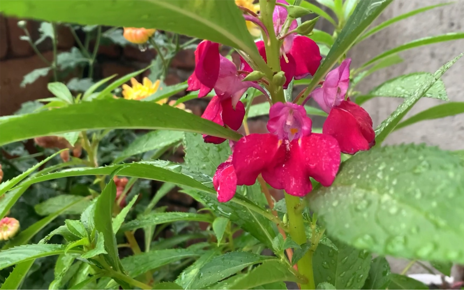 上次播种的凤仙花开了