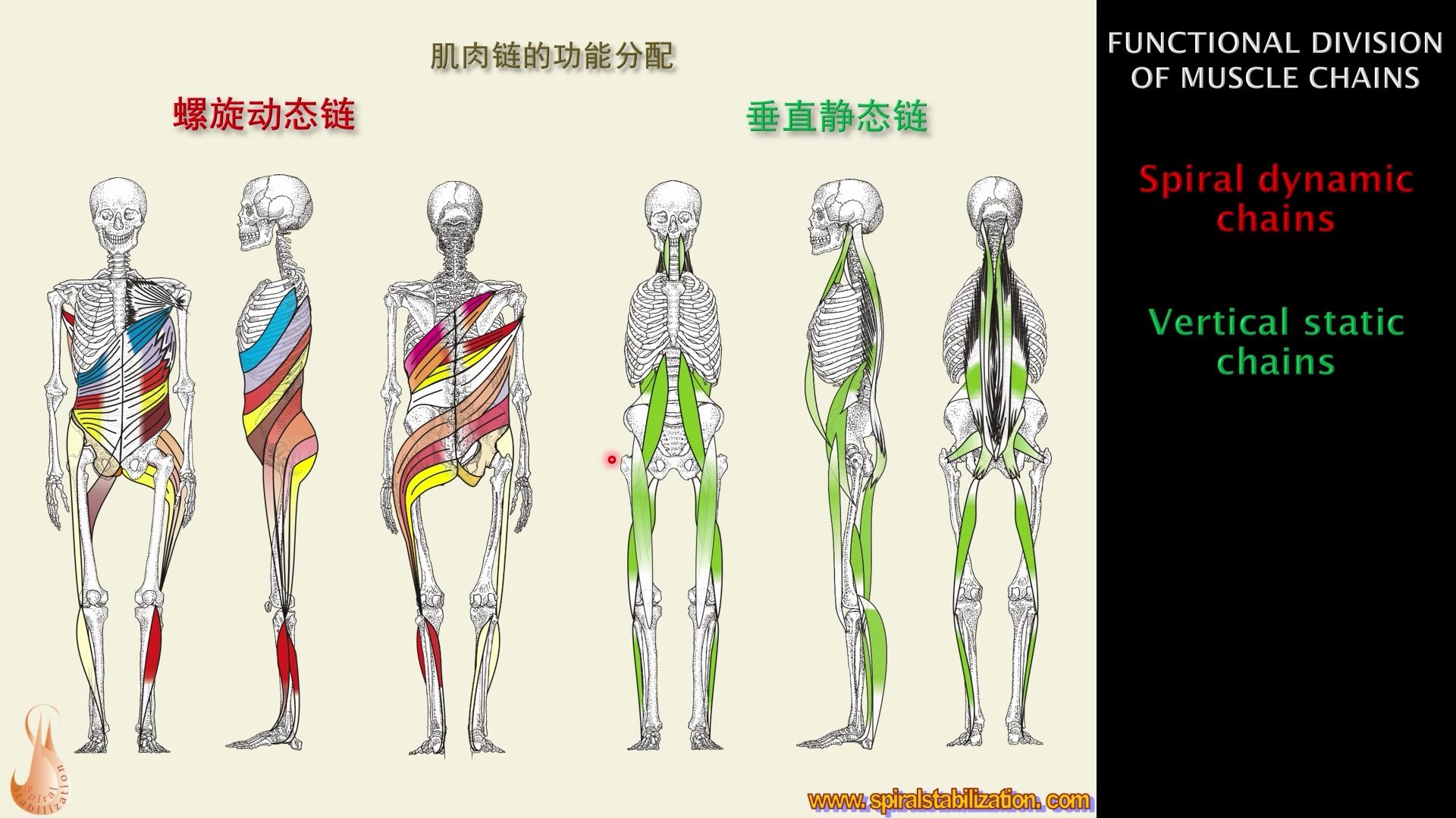 CHINESE  SPS SCOLIOSIS  presentation哔哩哔哩bilibili