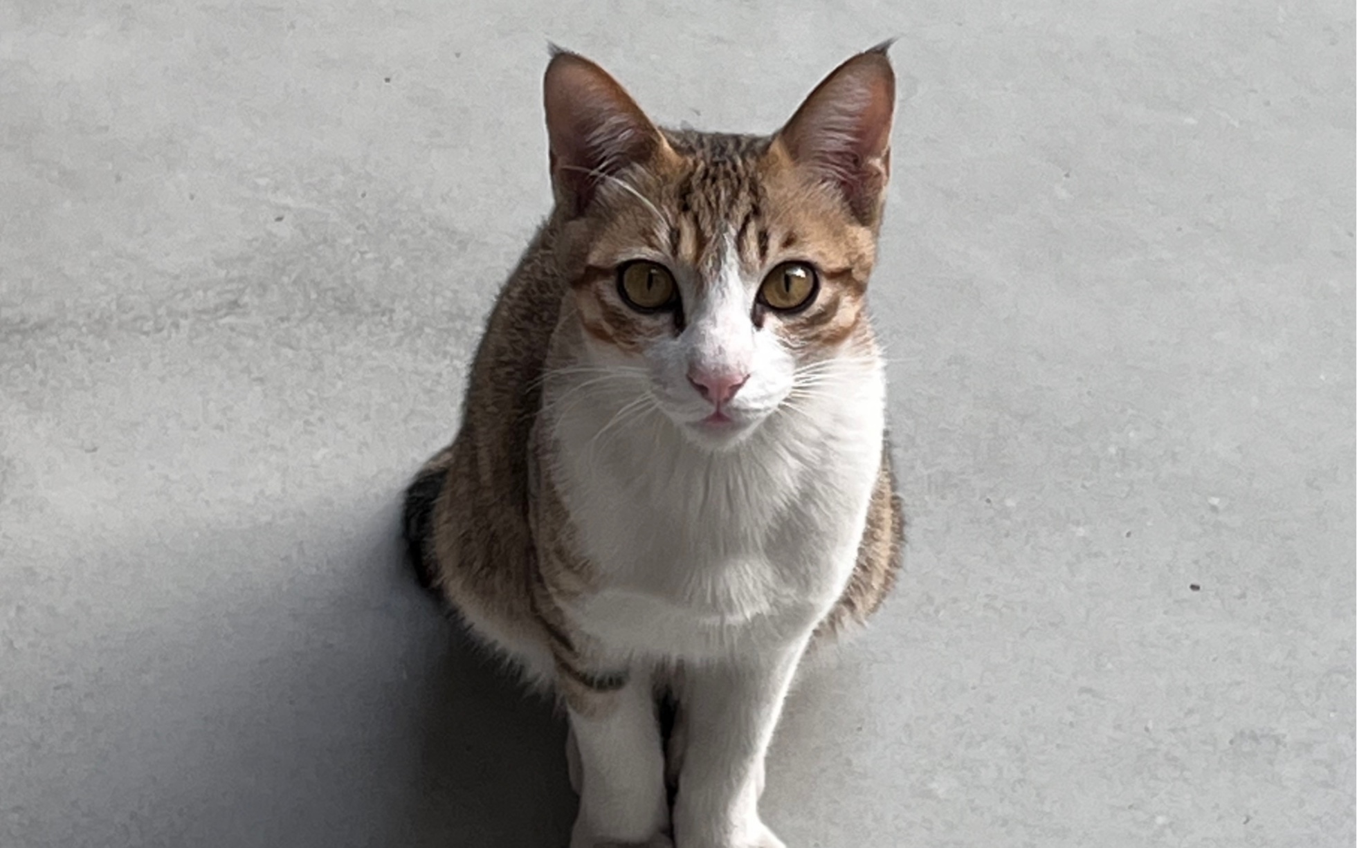 磁力吸猫=磁力猫是不是不能用了