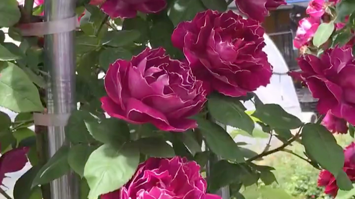 欧月紫袍玉带开花超级香,喜欢花花的多多关注哦,每天带你看花