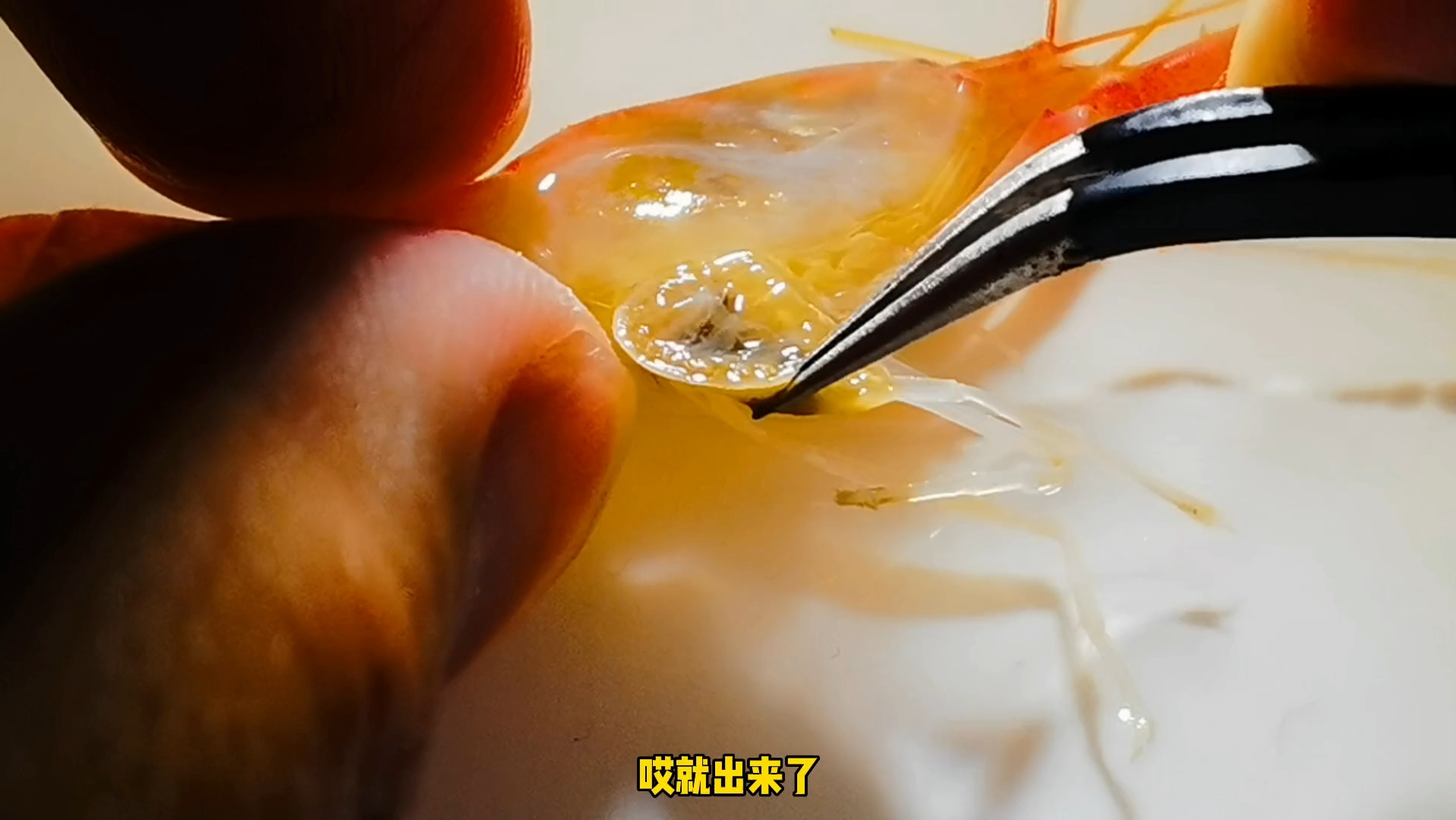 给鼓虾摘除鳃虱,居然有两只