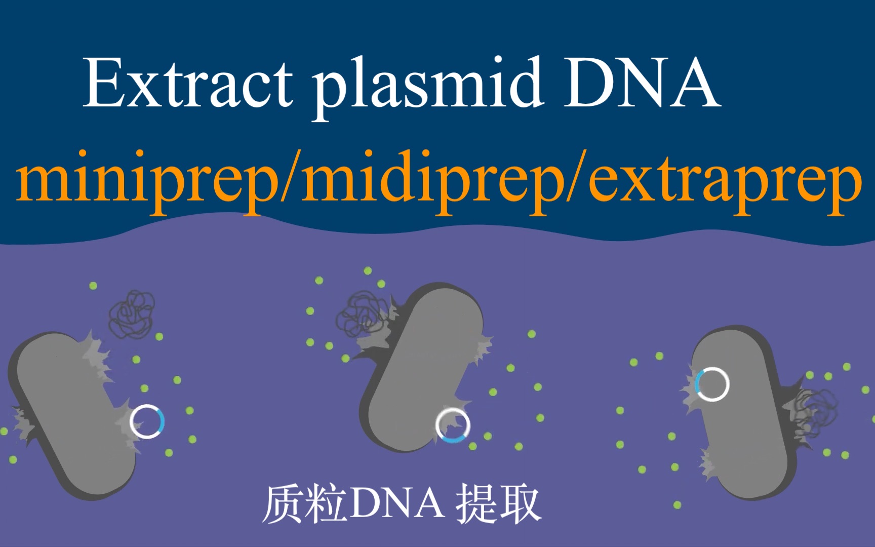 质粒体DNA提取/Extract plasmid DNA/miniprep/midiprep/xtramidiprep哔哩哔哩bilibili