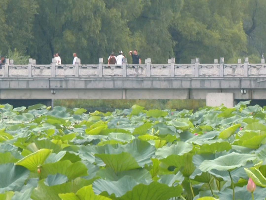 长春市南湖公园赏荷正当时#夏一站ⷨ𖣩•🦘奓”哩哔哩bilibili