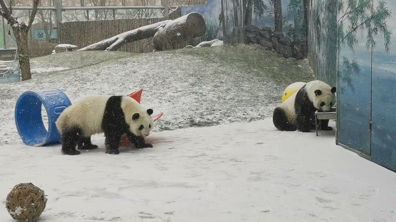 【大熊猫七巧,七喜】两只雪中互rua的胖妞妞