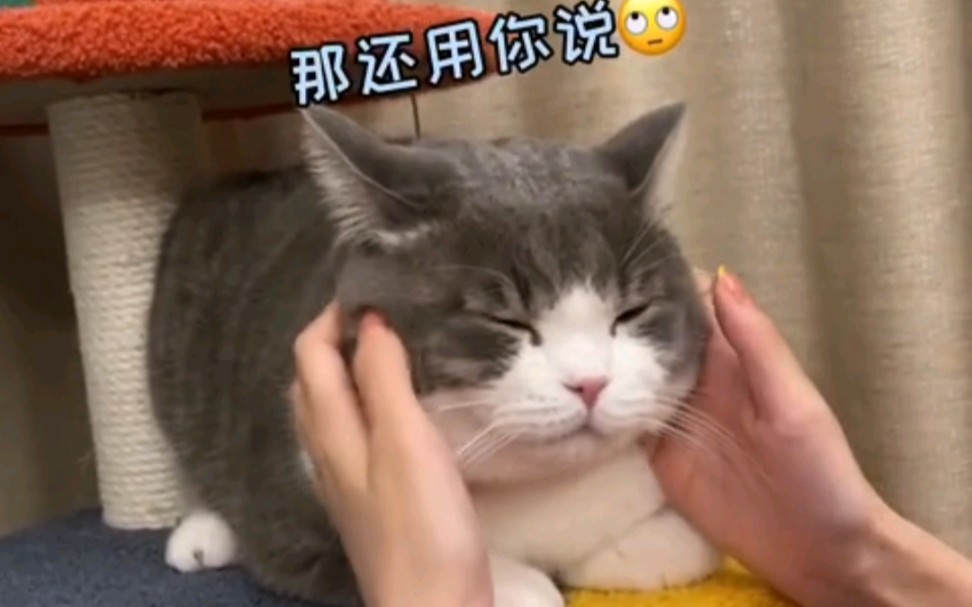 谁能拒绝土豆这么可爱的小猫咪呢~哔哩哔哩bilibili