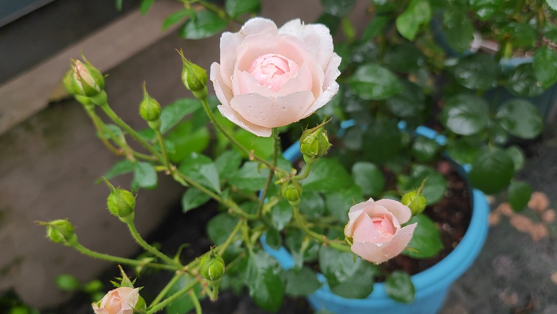 几朵也仙的黛丝