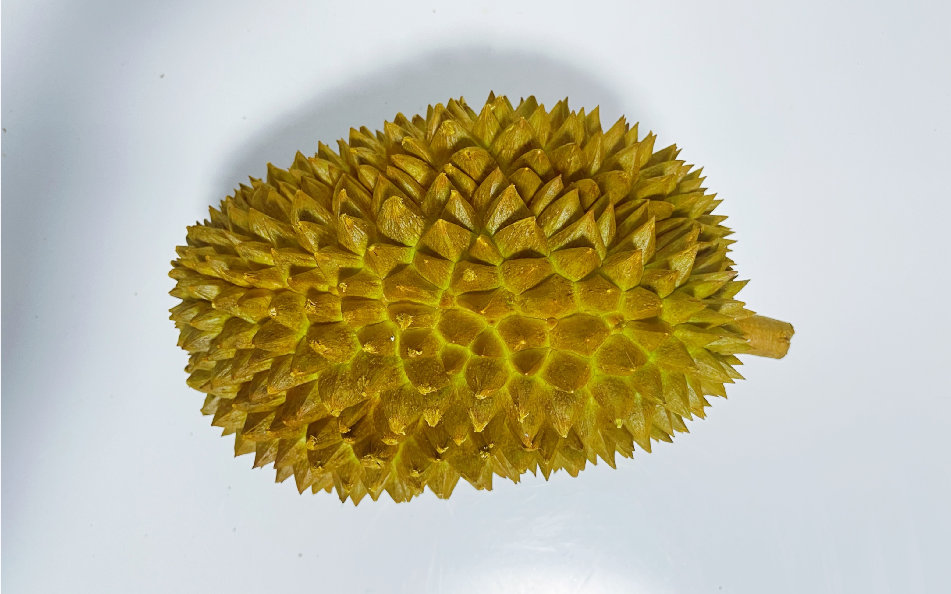 [ 榴莲盲盒no.205 | 菲律宾未知品种 ]菲律宾白肉普雅?未知品种盲盒.