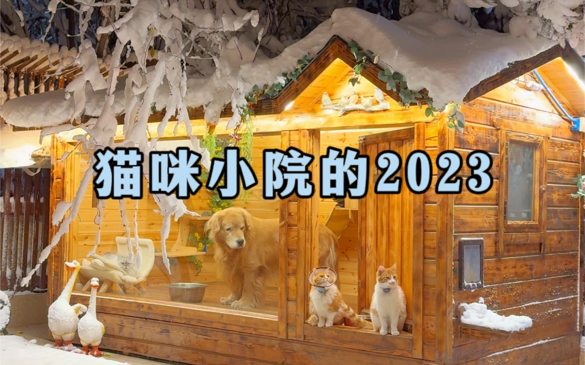 猫咪小院的2023年终总结~哔哩哔哩bilibili