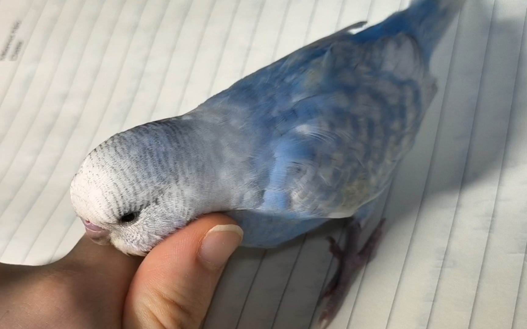 蓝紫珍珠牌虎皮鹦鹉之如此伴读小鸡