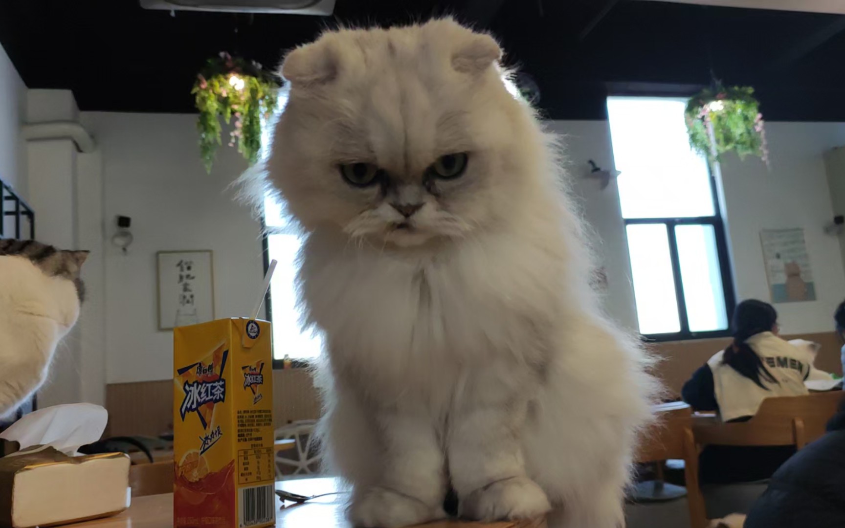 可怜滴奶奶猫,折耳,塌鼻子,地包天,寒假在猫咖看到滴