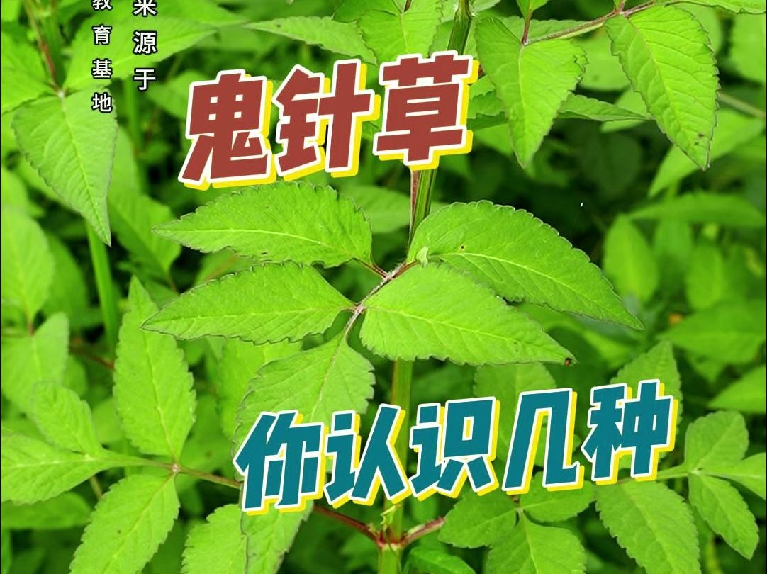 本草纲目中记载的鬼针草,你认识几种?哔哩哔哩bilibili