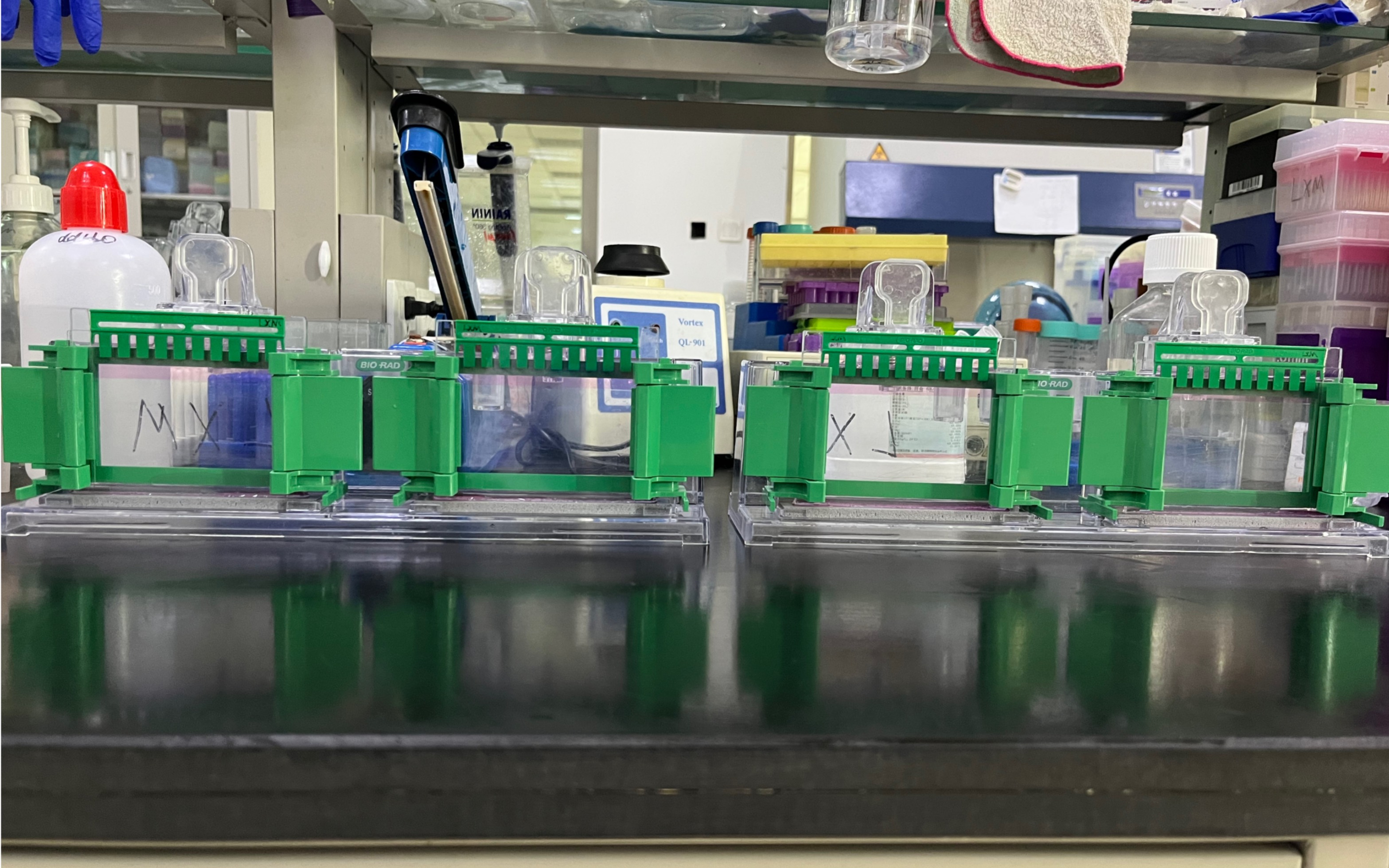 科研必备—western blot(一) 上下层胶配置 医学博士手把手教学