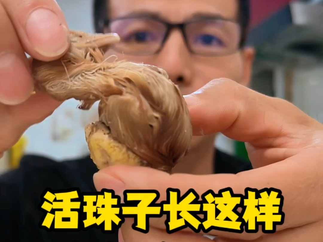 活珠子和毛鸡蛋虽然同源,但是完全不同的两个东西#活珠子 #活珠子毛蛋
