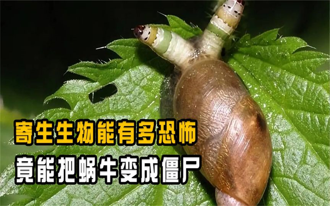 最腹黑的寄生虫,蜗牛被寄生后成丧尸,它是否会寄生在人体内?