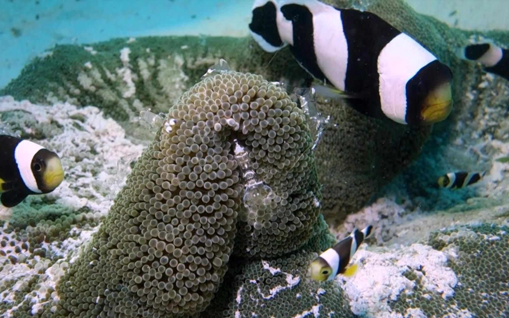 呆萌小丑鱼和透明海虾和谐共生在一片地毯海葵上面