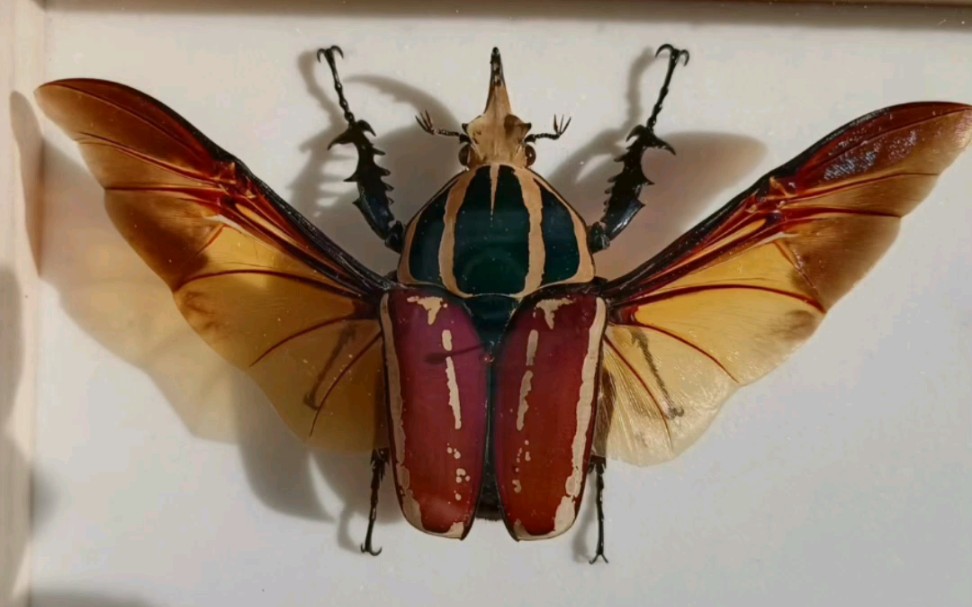 活动  乌干达花金龟标本制作