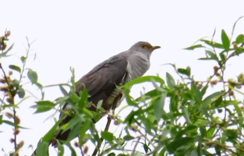 鸣叫的大杜鹃(布谷鸟),一开始听到它的叫声还以为是谁