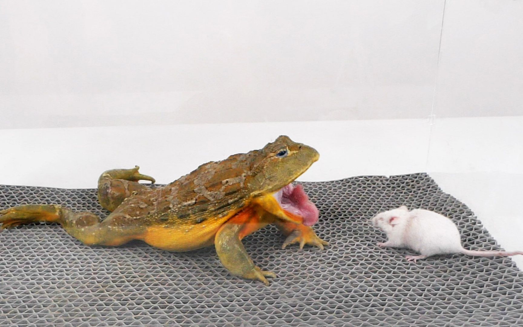 当吞噬一切的巨型非洲牛蛙,遭遇鲜活的小白鼠(活体喂食,谨慎观看!