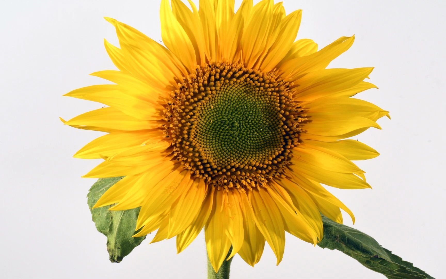 [图]10天向日葵开花延时 Sunflower opening time lapse. Filmed over 10 days. 4K