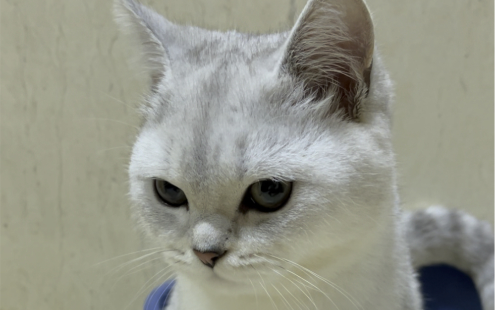 阿咪拉臭臭的时候真得好乖巧