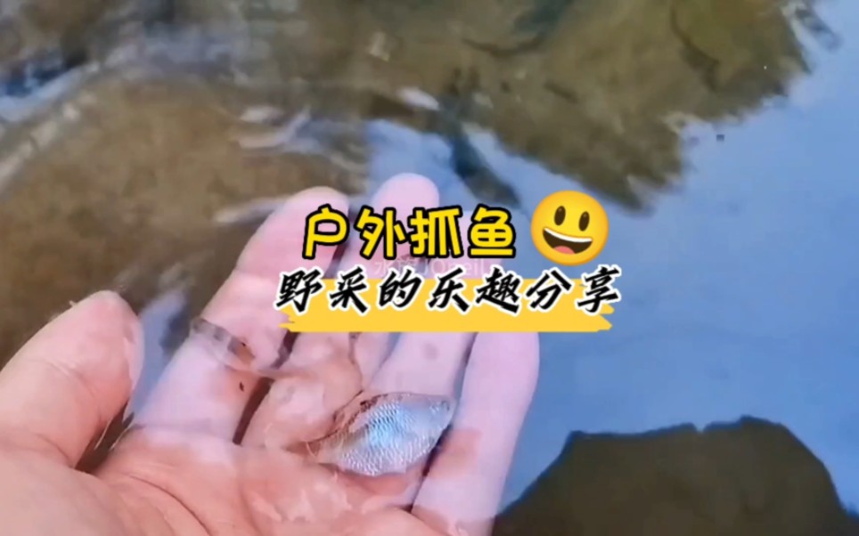 户外抓鱼 野采的乐趣分享哔哩哔哩bilibili