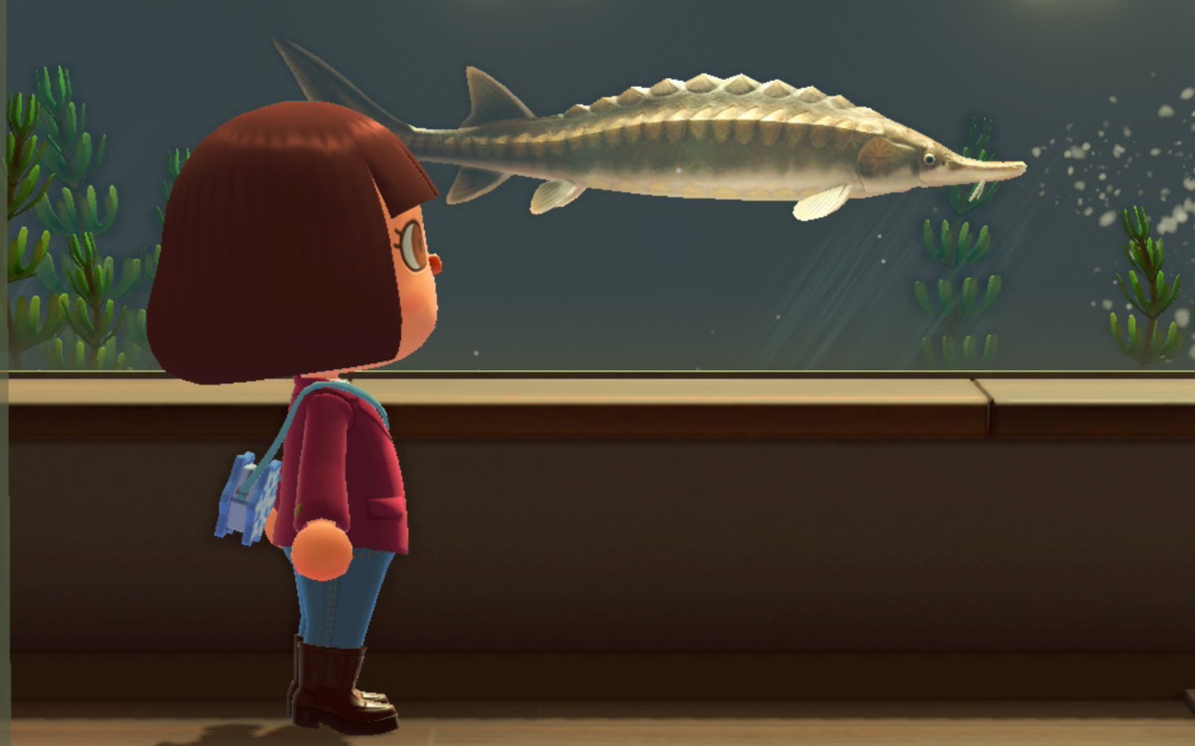 动森里还有比这两条更大的鱼吗?