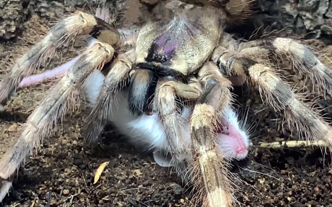 象牙华丽雨林蜘蛛偷袭白鼠,两条腿瞬间插入白鼠身体_哔哩哔哩_bili