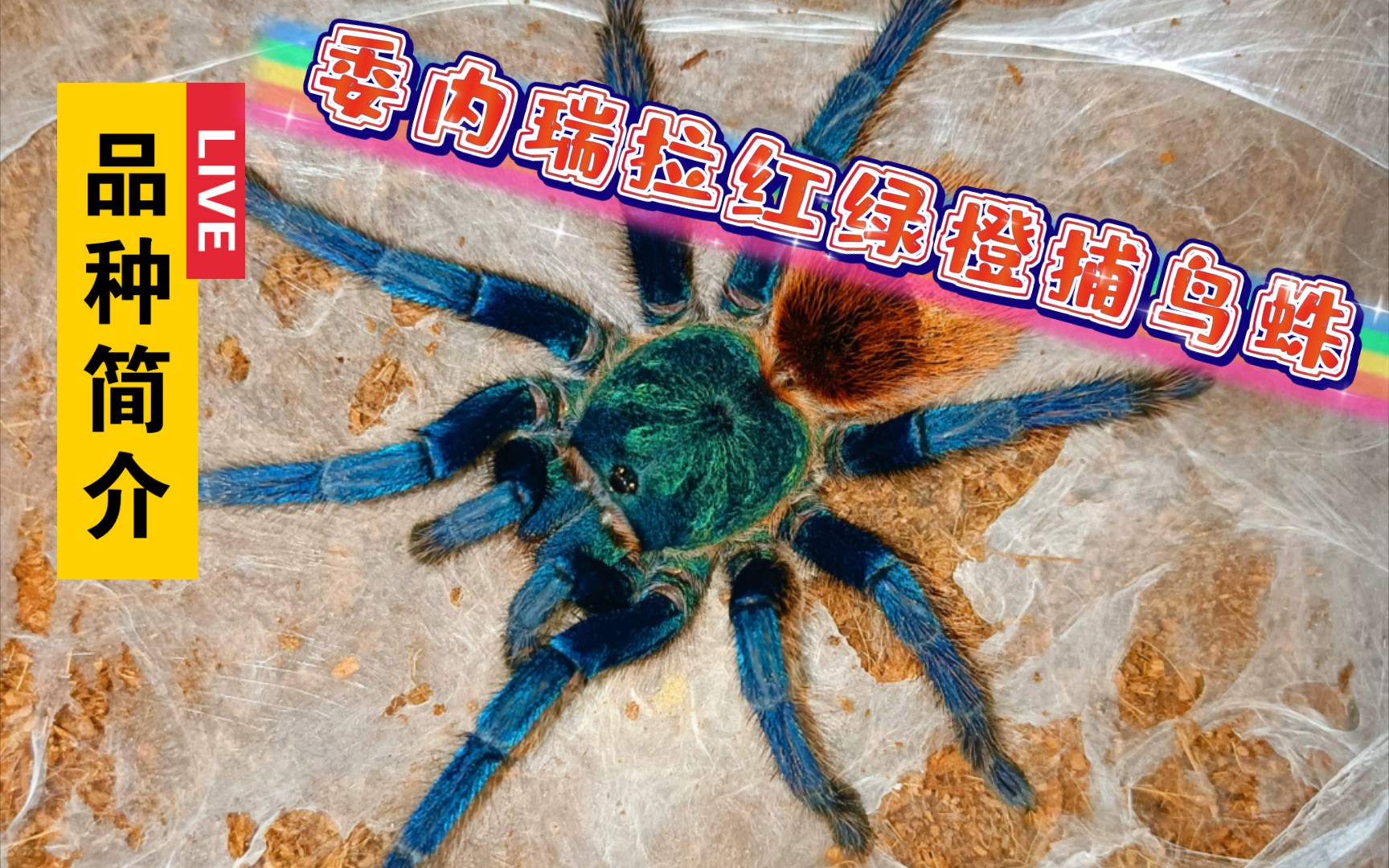 【捕鸟蛛品种简介】委内瑞拉红绿橙_哔哩哔哩_bilibili