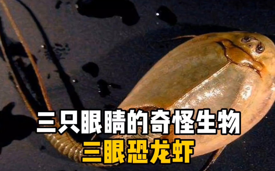 [图]长着三只眼睛的远古生物三眼恐龙虾，你见过吗？