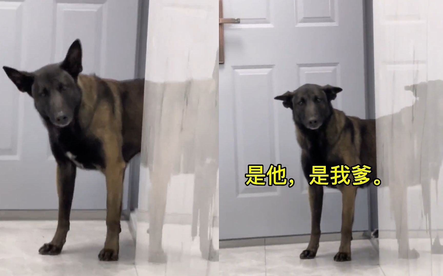 [图]主人休假10天搜救犬认不出来，歪着脑袋冥思苦想，反应过来后爆笑