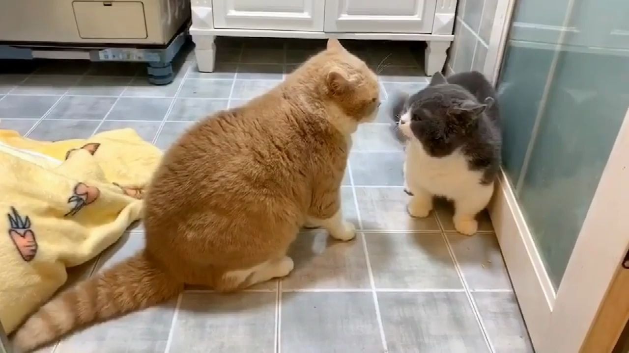两只猫吵架:能哔哔尽量不动手