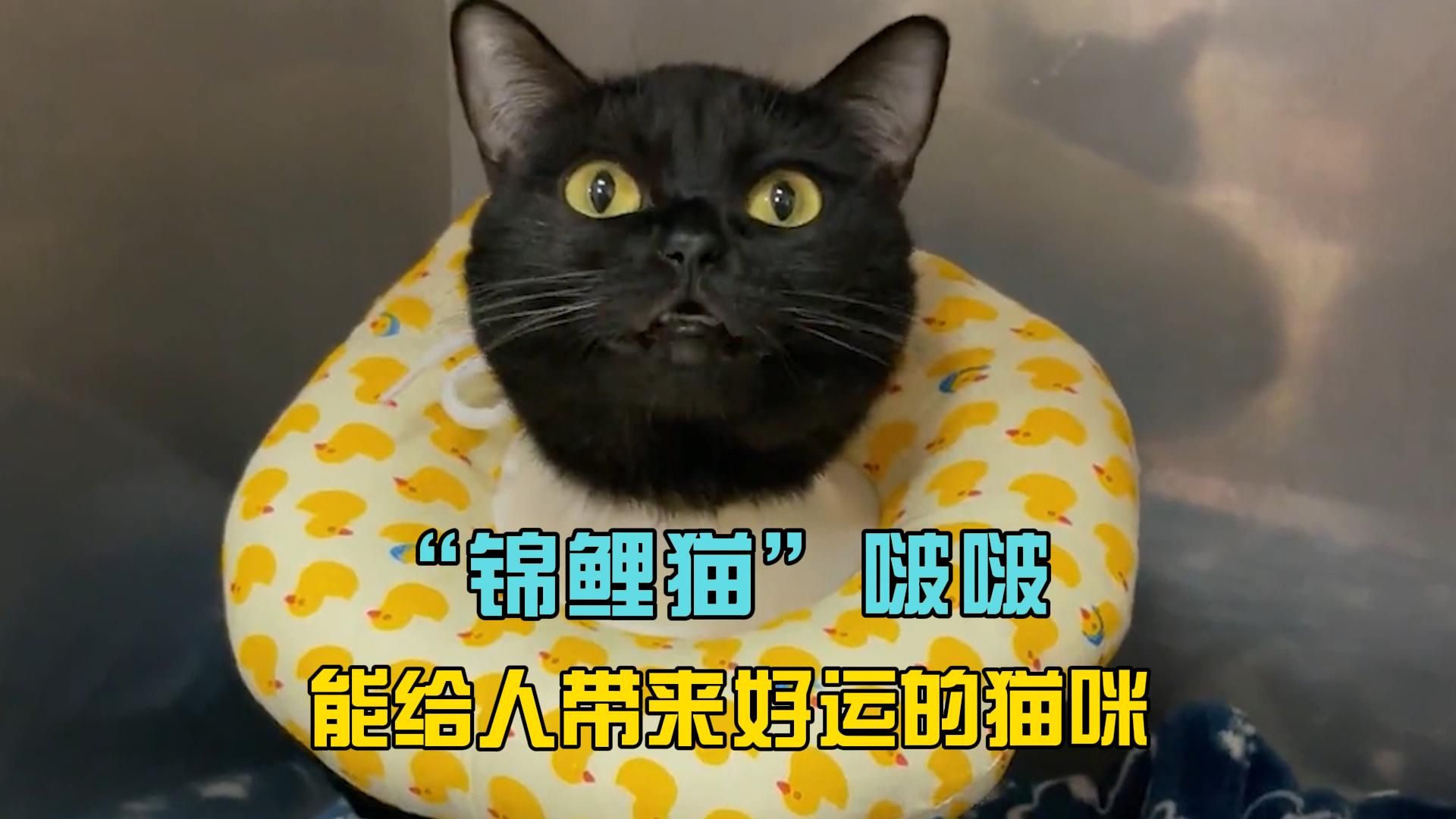 锦鲤猫啵啵,一只能给人带来好运的猫咪哔哩哔哩bilibili