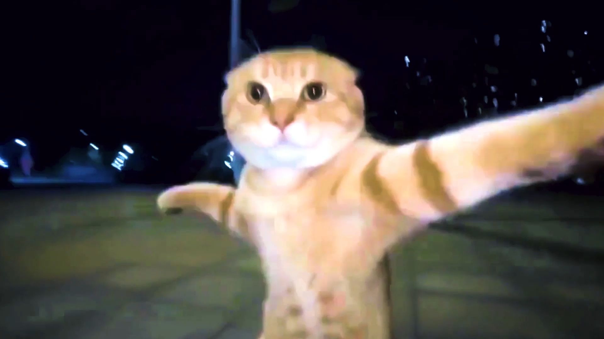 你一句AI否定了小猫全部努力💥