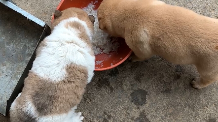 小土狗吃饭