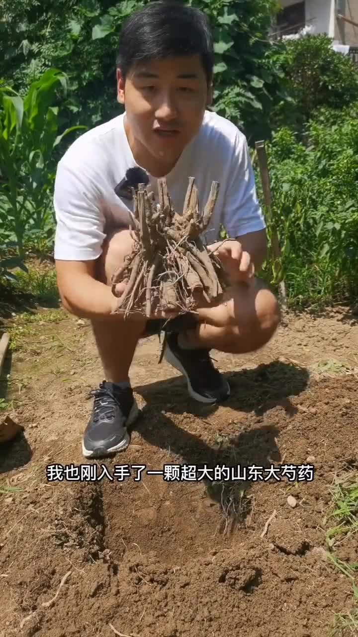 超详细芍药花种植过程!每一步都很重要!哔哩哔哩bilibili