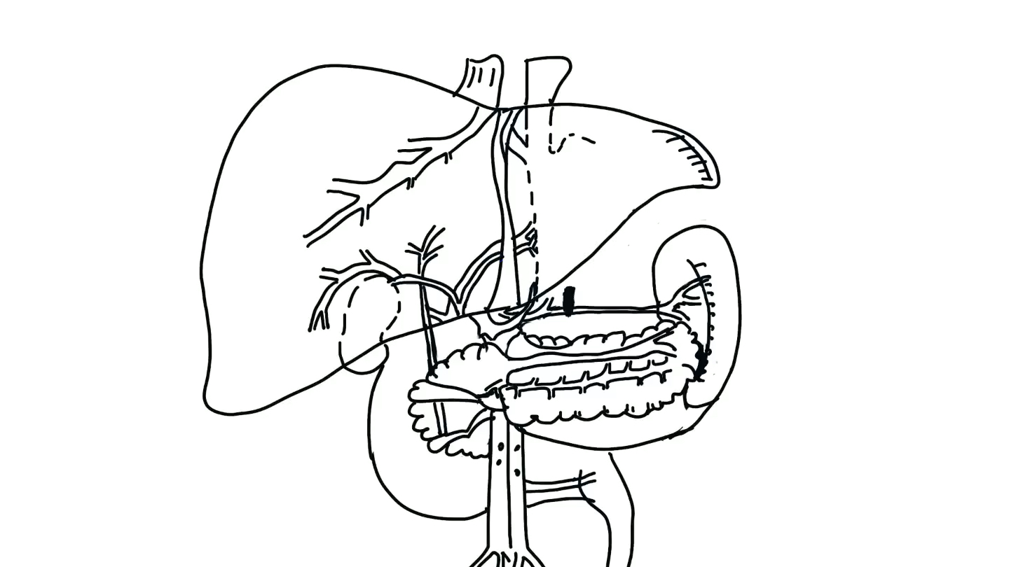 肝胆系统-模仿youtube素材