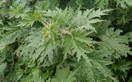 赖火麻:来自大自然的魔法草药