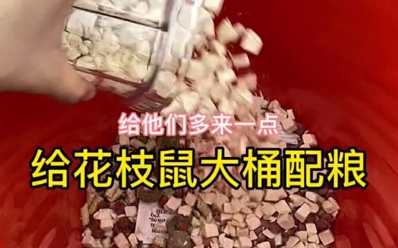 【仓鼠】花枝鼠大桶配粮~所有粮食名字就交给你们啦哔哩哔哩bilibili