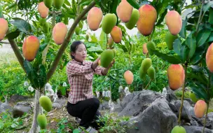 下载视频: 挂在树上的小胖子，金黄色的身体香味迷人，而我却不能吃它。芒果