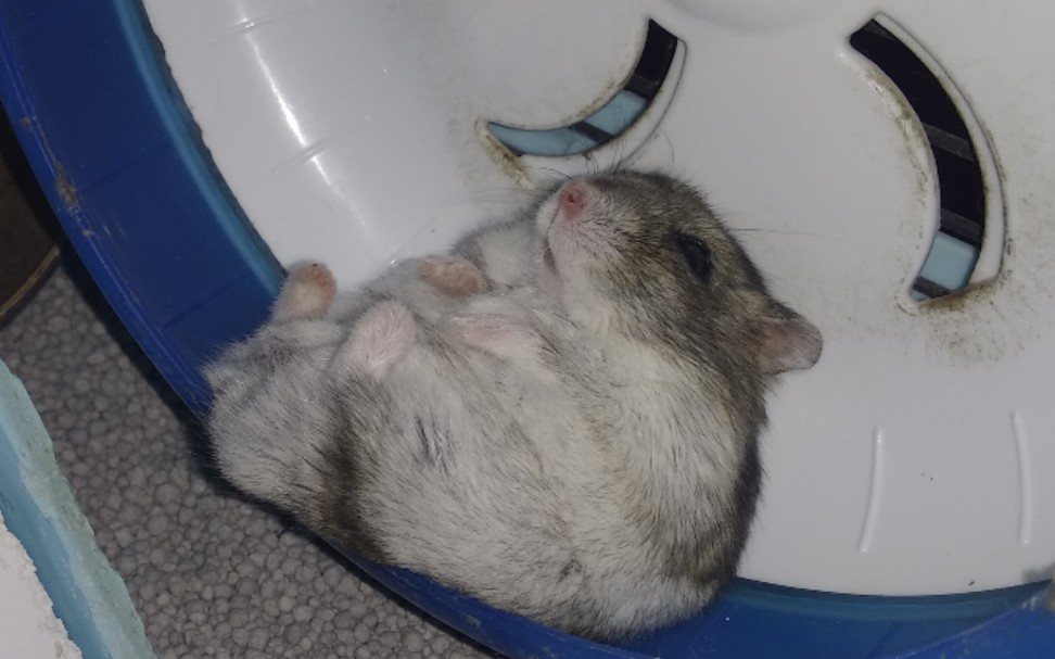 【仓猪】简单洗澡_哔哩哔哩 (゜-゜)つロ 干杯~-bilibili