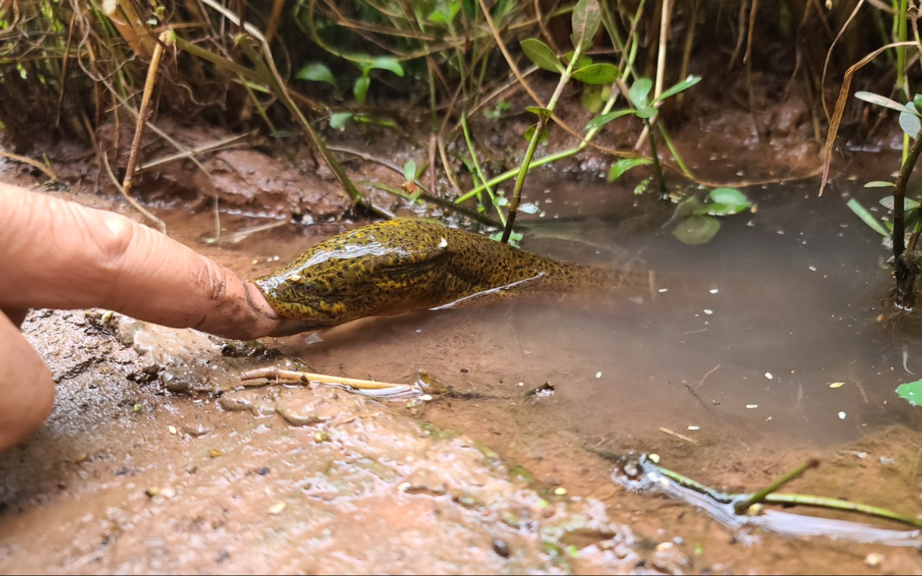洞里的黄鳝饿了1年大叔用手指去逗它结果被咬了