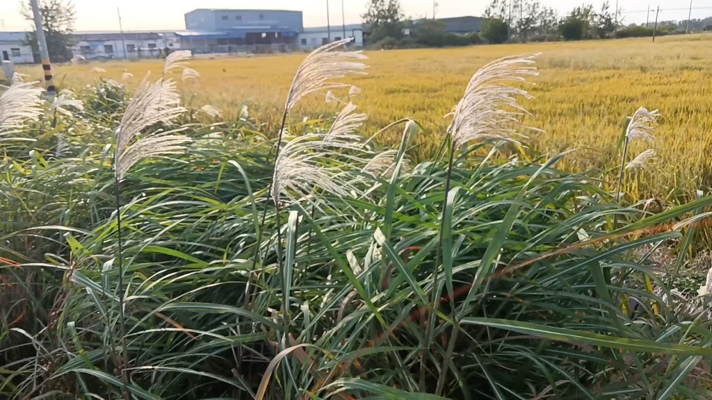 [图]【荻花】浔阳江头夜送客，枫叶荻花秋瑟瑟。