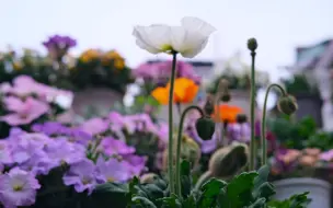 Скачать видео: 阳台必种草花就是它