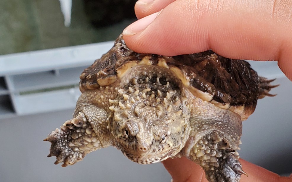 四个月大的佛鳄龟阿雷